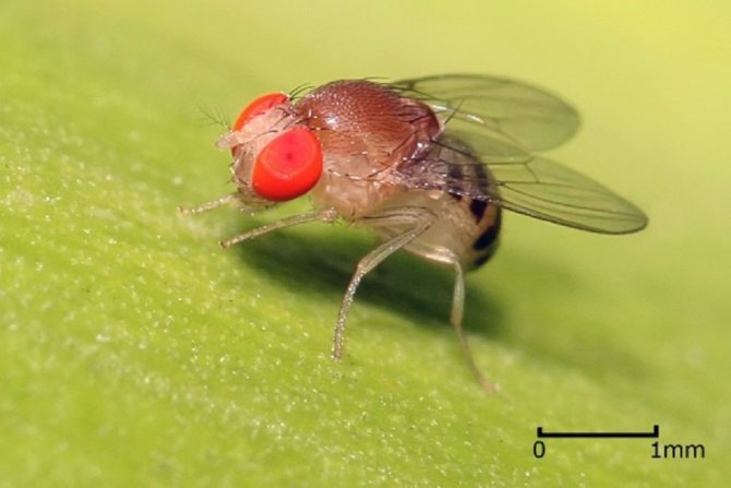Lalat dalam pasu bunga: cara menghilangkan dan melindungi dari penampilannya