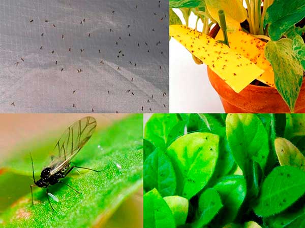 Flugor i en blomkruka: hur man kan bli av med och skydda mot deras utseende