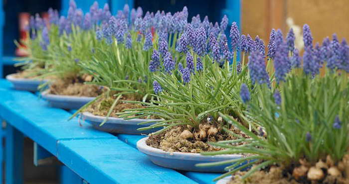 Muscari mouse hyacinth at home how to care