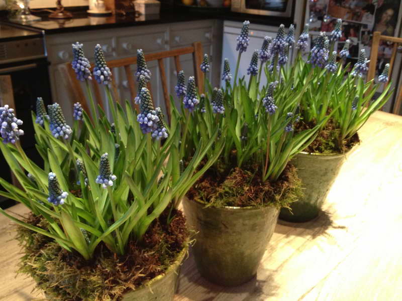 Muscari in a pot growing and care at home
