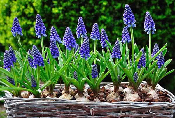 muscari in a container