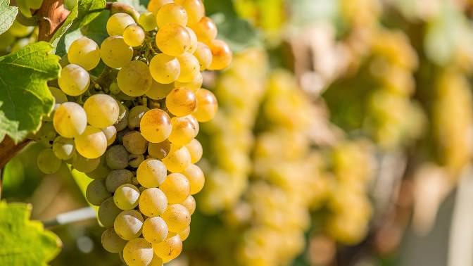 Белият мускат е един от най-старите сортове грозде