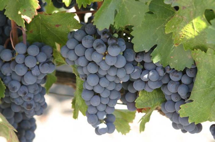 penerangan anggur buah pala