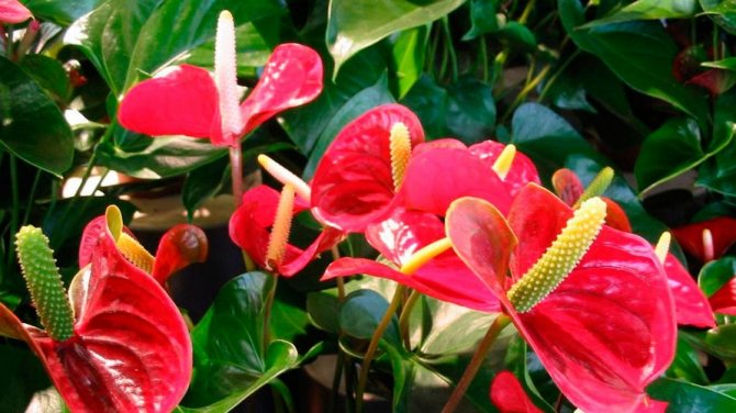 Mužský květ anthurium: jak se starat?