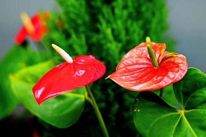 male anthurium flower omens