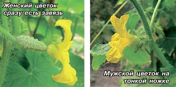 Male and female cucumber flowers.