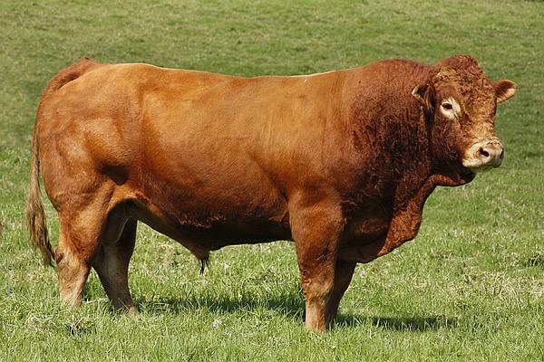 beef breed - limousine