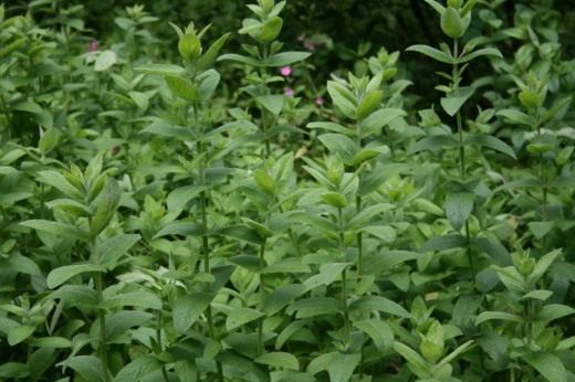 Menta cu frunze lungi (Mentha longifolia)