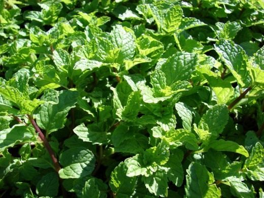 Trädgårdspearmint (Mentha spicata)