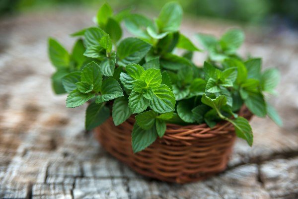 Mint grows well in indoor conditions and decorates the windowsill