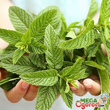 Mint - composition and medicinal properties
