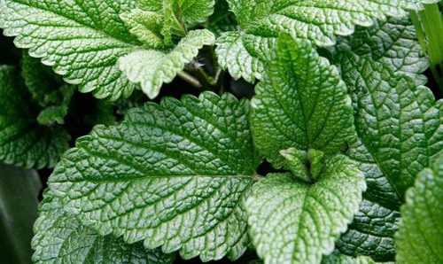 Mint - growing from seeds at home - Summer Residents Life