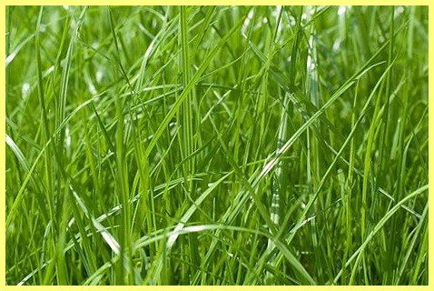 Снимка на ливадна синя трева