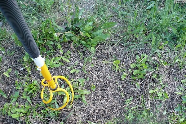 Bluegrass: způsoby, jak kontrolovat trávu