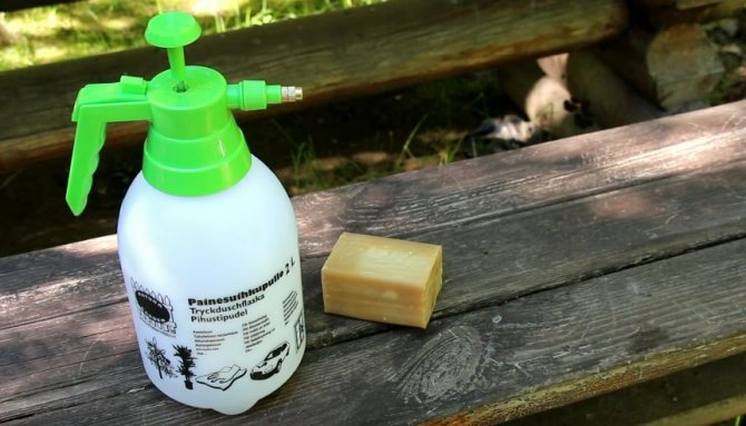 Penyelesaian sabun untuk memerangi kutu daun