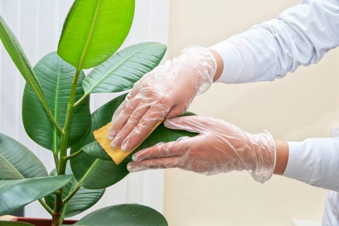 Penyelesaian sabun untuk tanaman