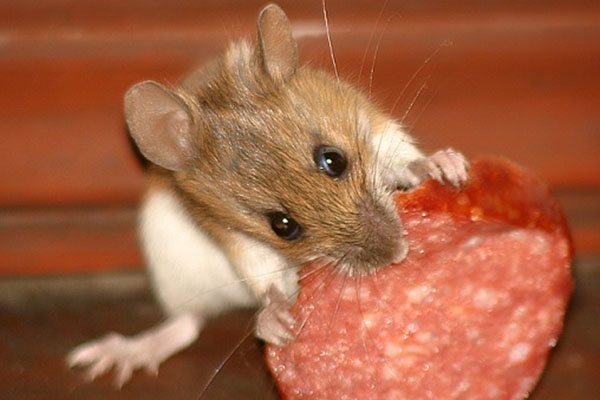 Mouse eating sausage