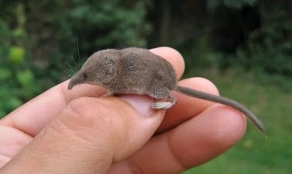 Mouse with a long nose - photo and description