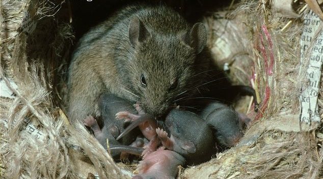 Myš s potomkem