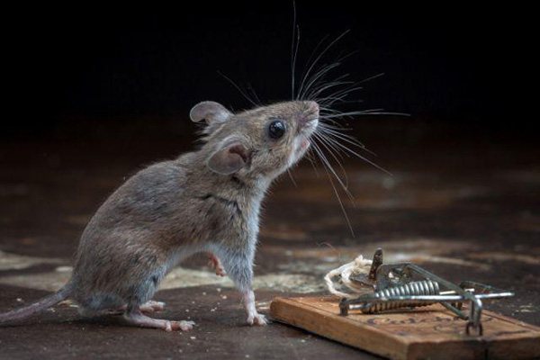الفأر في مصيدة فئران