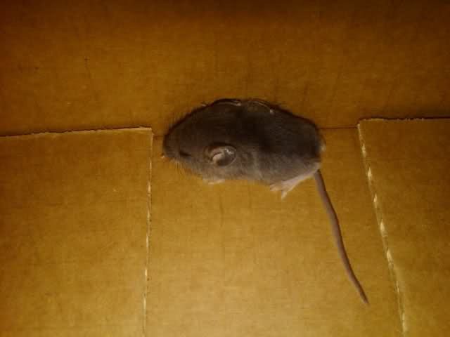 mouse in the garage