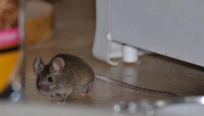 Mouse_in_house
