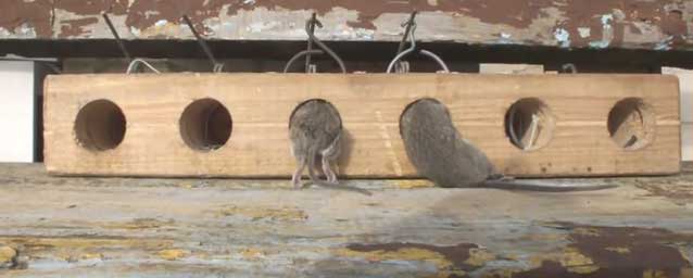 DIY past na myši vyrobená ze dřeva