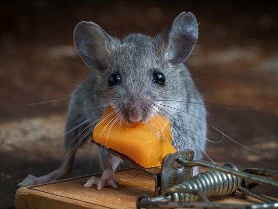 Mousetraps as a method of struggle are gradually becoming a thing of the past