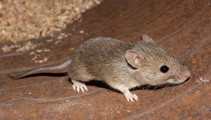 Mice: [name, photo and description]