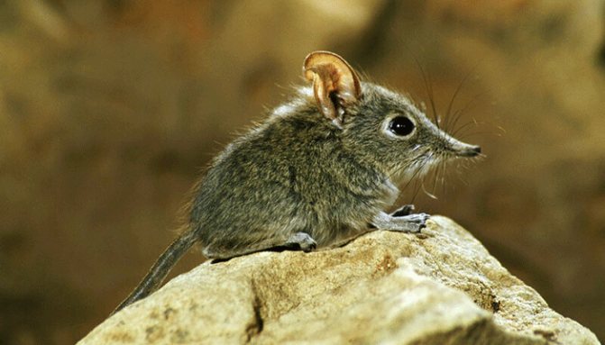 Mice: [name, photo and description]