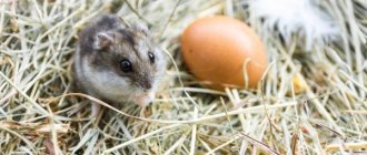 لا تأكل الفئران كل الحبوب الموجودة في قن الدجاج فحسب ، بل تسرق أيضًا البيض.