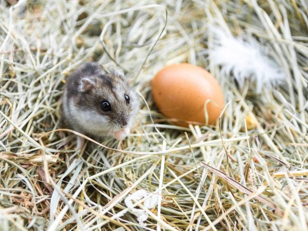 لا تأكل الفئران كل الحبوب الموجودة في قن الدجاج فحسب ، بل تسرق أيضًا البيض.