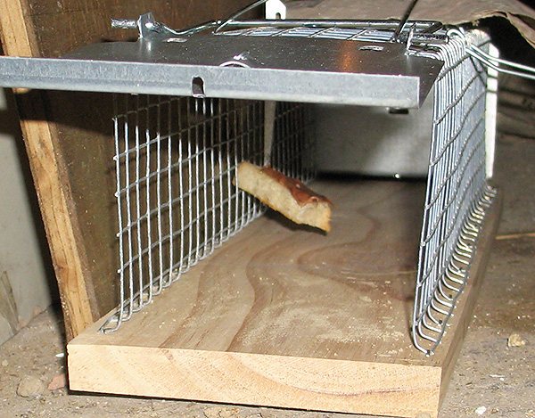 Mice are very fond of fresh bread dipped in sunflower oil, so there is a high probability that they will get into a trap with such a bait.