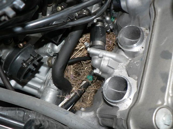 Mouse nest in the car