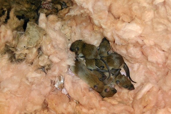 Hnízdo myši v izolaci rámového domu