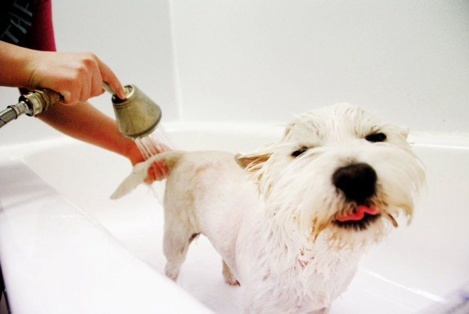 Wash the dog