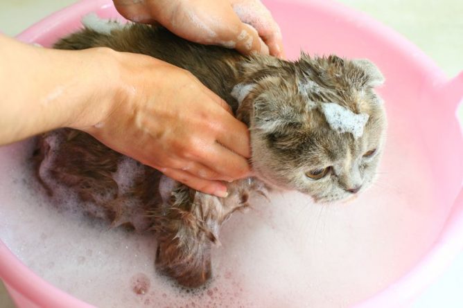 غسل القطة
