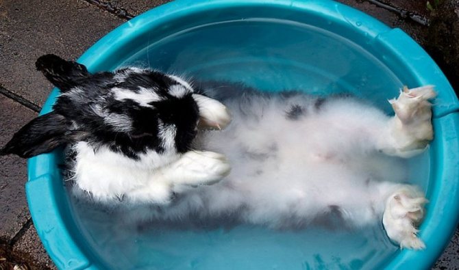 Tvättar kaninen