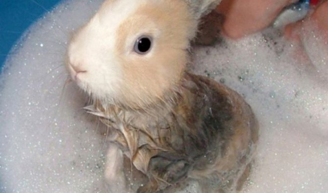 Tvättar kaninen