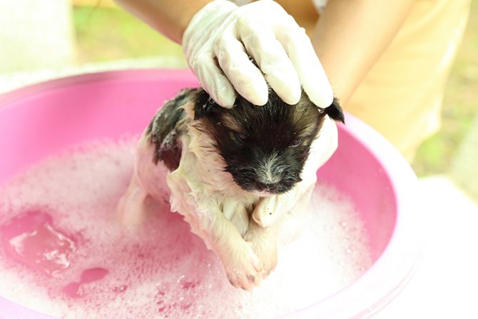 Washing the puppy