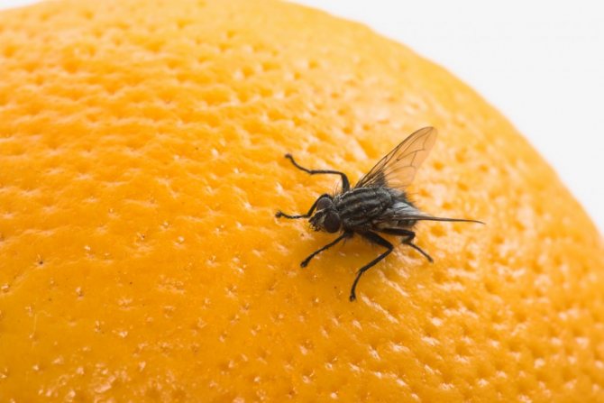 On an orange