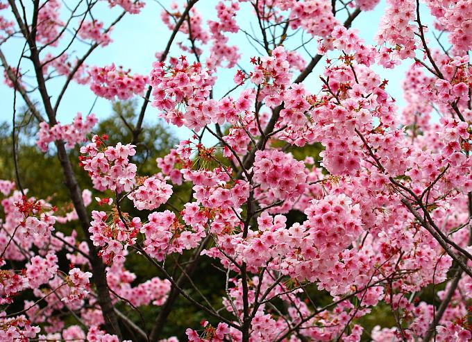What does sakura cherry or plum look like?