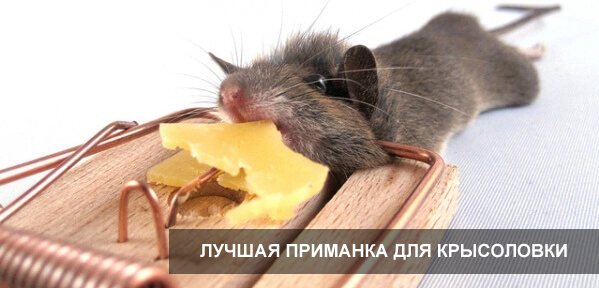 Какво да хванете мишка в капан за мишки