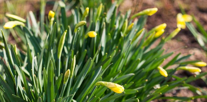 In the budding phase, the first feeding of daffodils is done