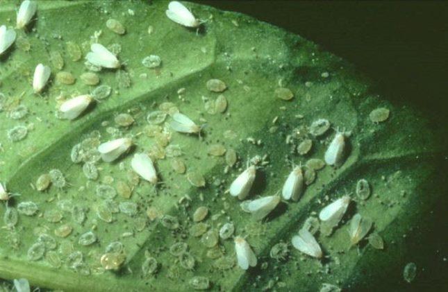 Снимката показва белокрилката и нейните ларви. Можете да проверите дали растението е засегнато от пеперуди, като нарушите листата му. Ако на растението има белокрилки, те ще се разлетят.
