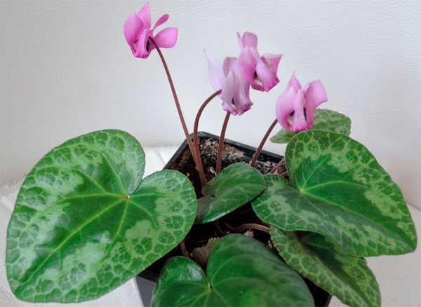 The photo clearly shows the pattern on the foliage of the European cyclamen