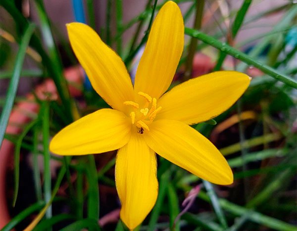 În fotografie, o floare parvenită din genul cu flori galbene