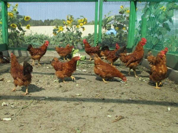 In the photo Mini meat breed of chickens P-11.