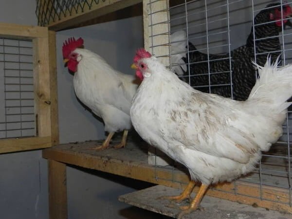 In the photo Mini meat breed of chickens B-33.