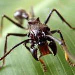 Na fotografii je kulka mravenec (Paraponera Clavata)